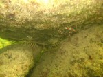 spiny lobsters and shrimp_1.jpg